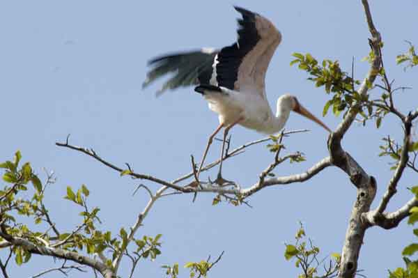 Cigüeña Pico Amarillo o Yellow-Billed Stork - parque nacional lago Manyara - Tanzania 1.jpg